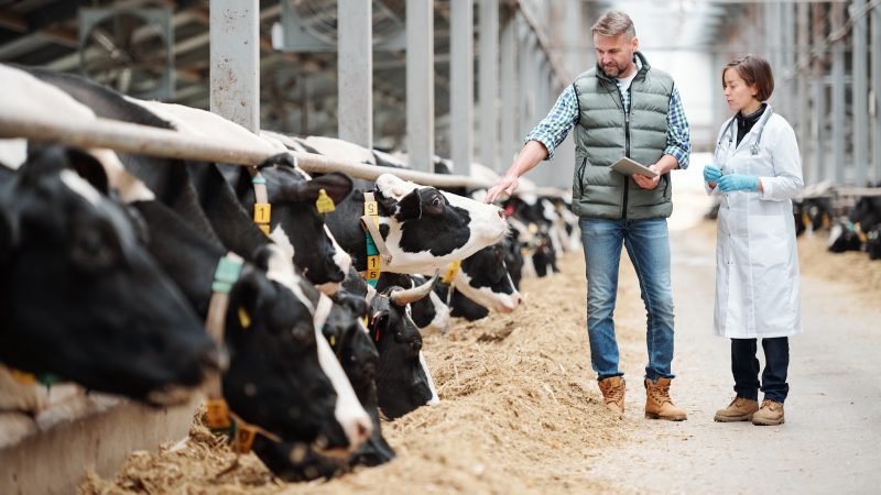 Nominations open for 2022 Young Dairy Vet of the Year