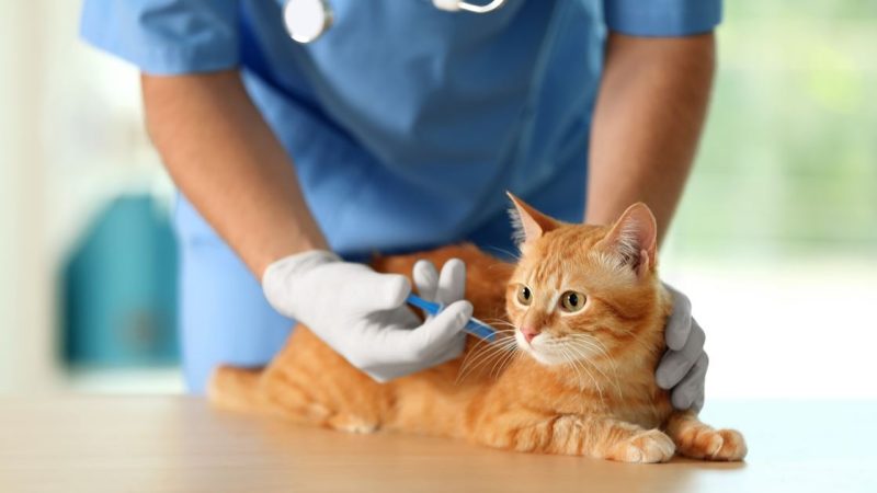 Owners reassured  over reported shortages of pet vaccines