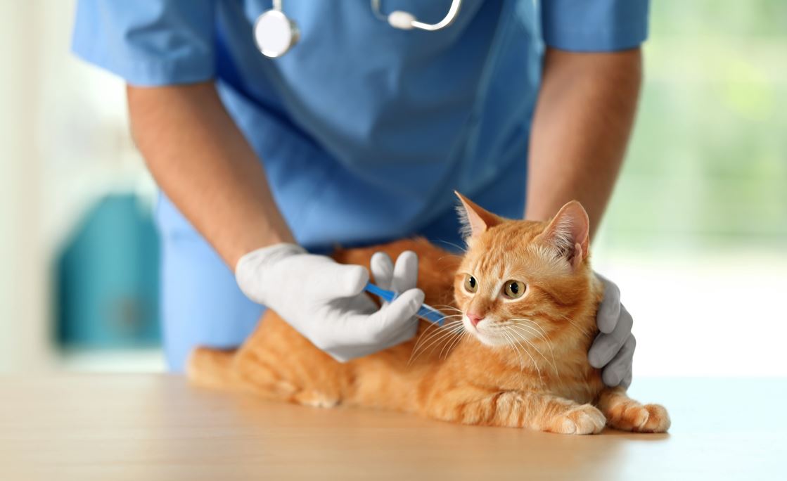 Owners reassured  over reported shortages of pet vaccines