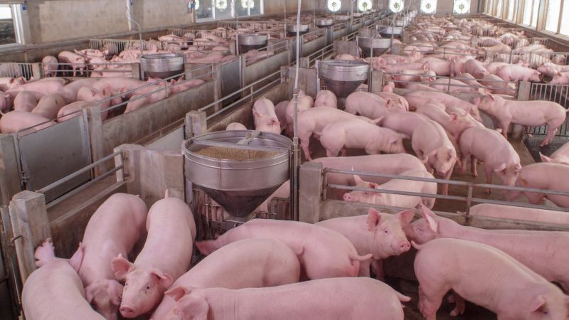 Vets warning over looming mass pig cull
