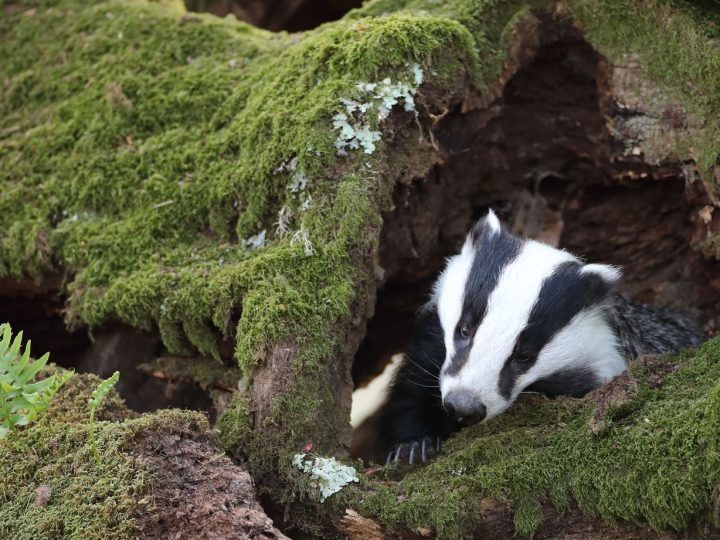 ‘Six-week journey’ to UFU’s badger cull decision