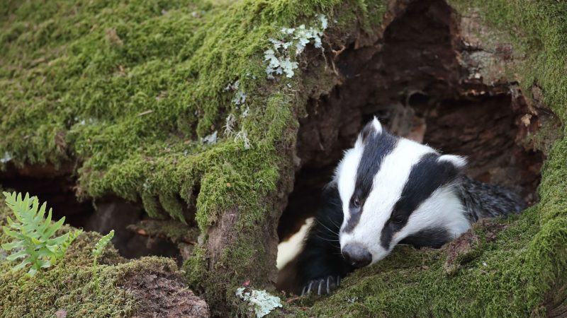 ‘Six-week journey’ to UFU’s badger cull decision