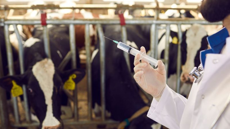 Vets urged to help farmers demonstrate low antibiotic use