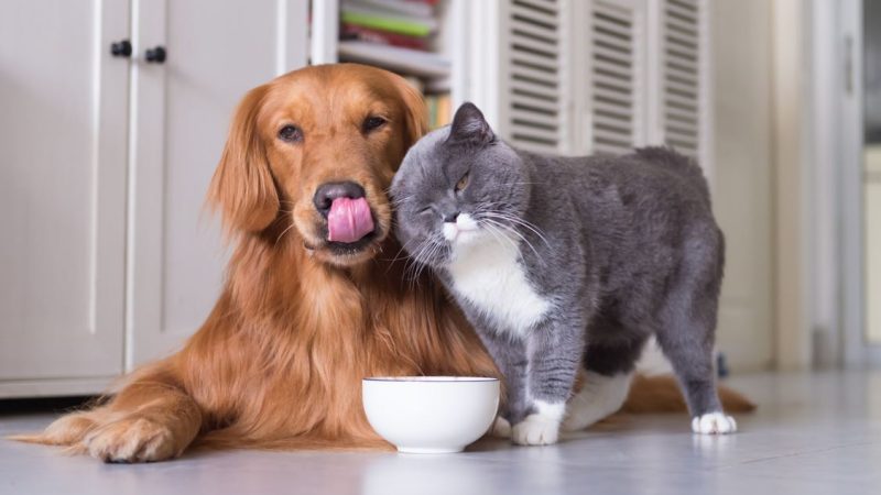 Vegan pet food as healthy for cats and dogs as meat, says veterinary professor