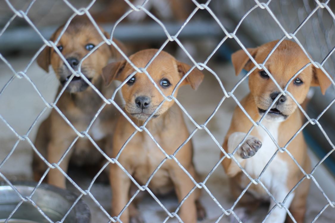 Anger over NI’s multi-million pound trade in sick and dying pups
