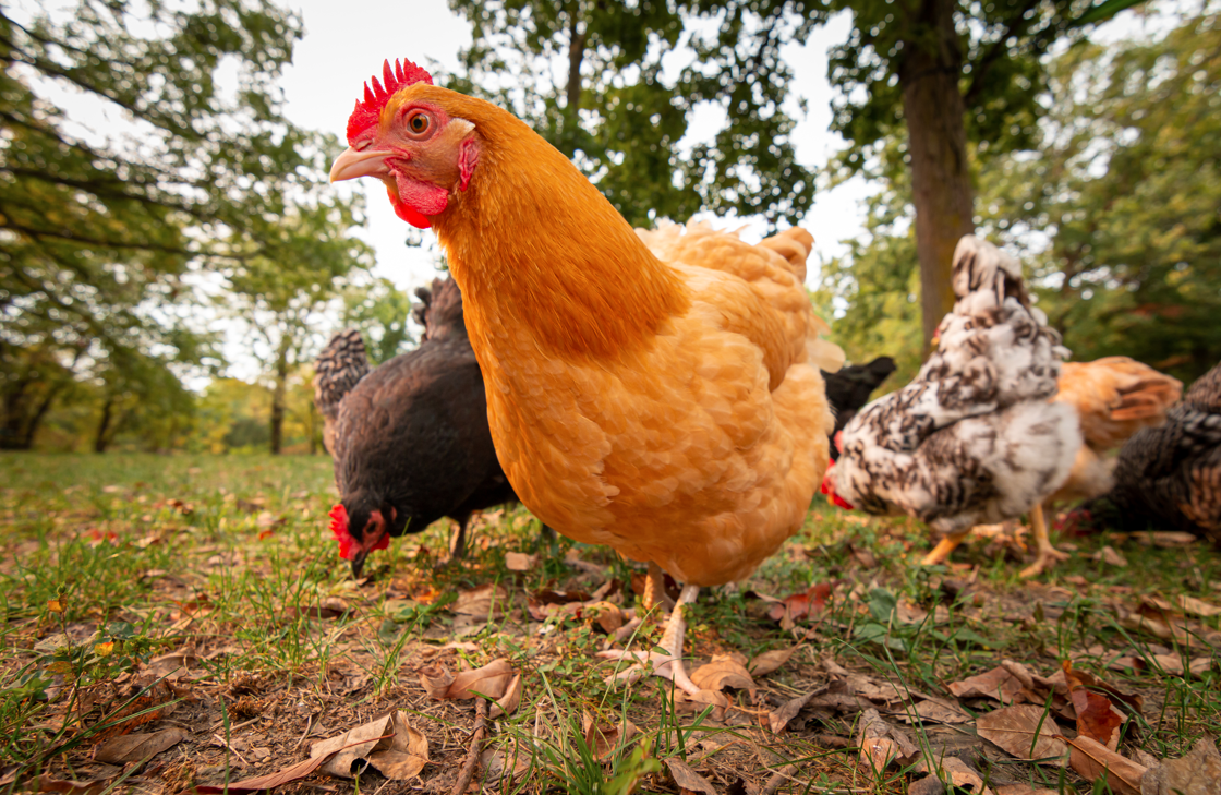 Migratory season increasing Avian Influenza risk, says UFU