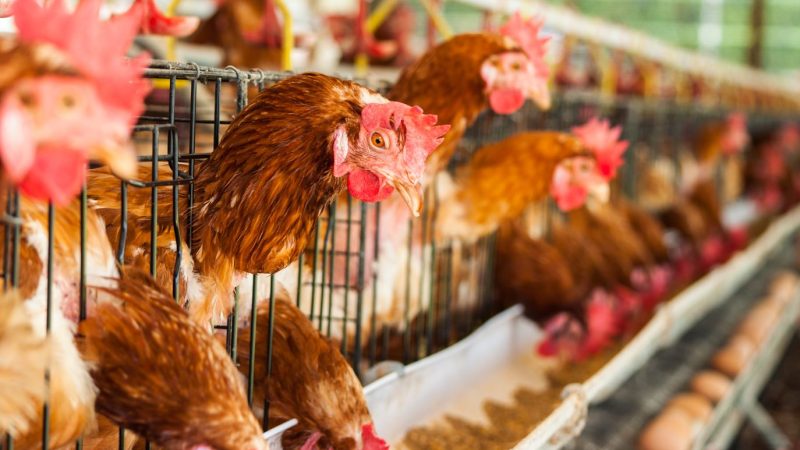 Poots warns bird flu threat hasn’t gone away