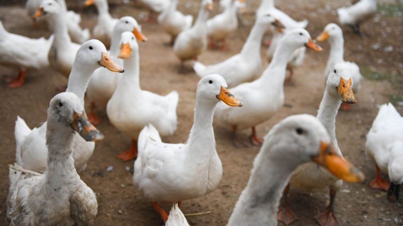 Suspected bird flu identified at NI duck farm