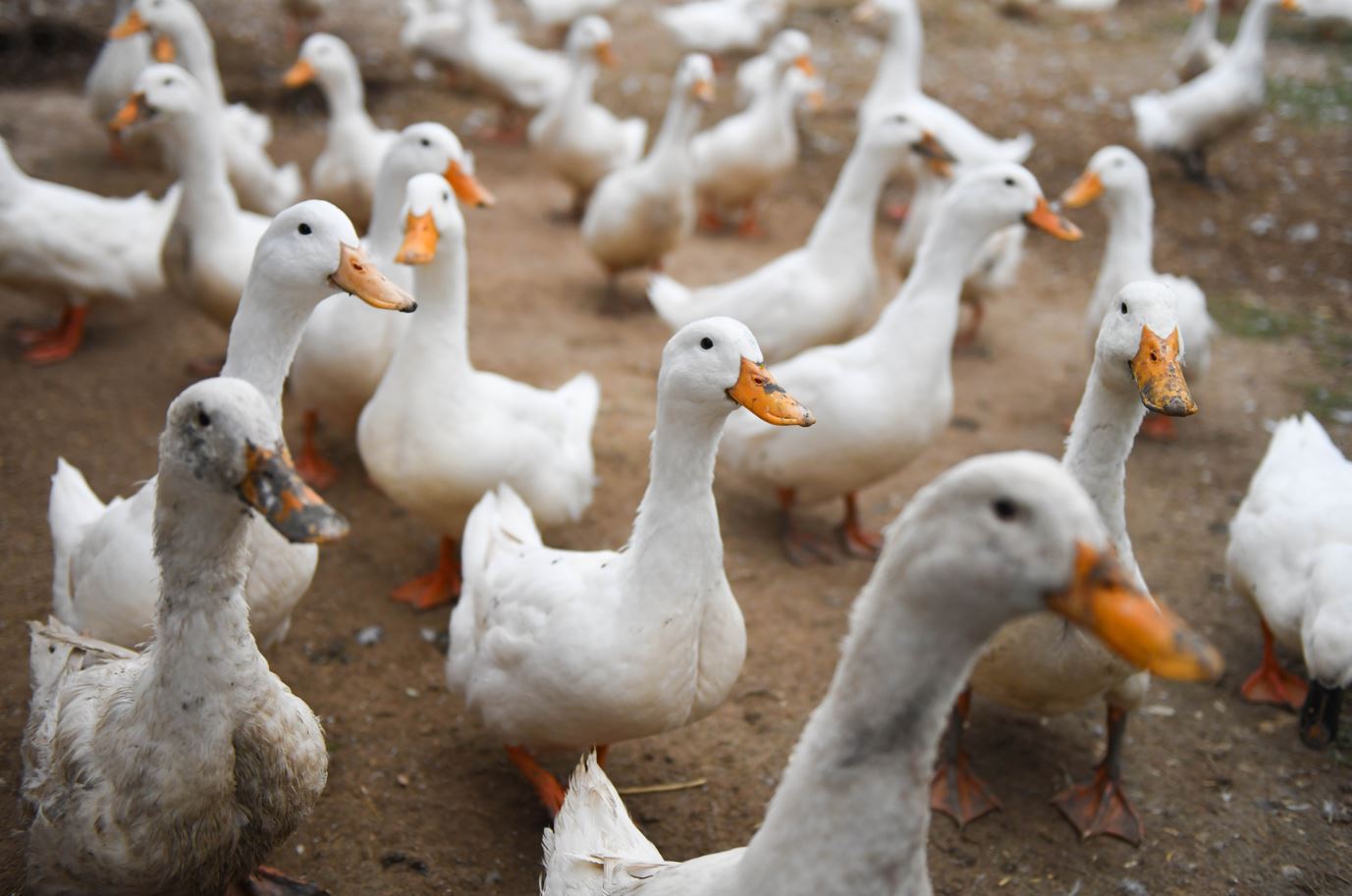 Suspected bird flu identified at NI duck farm