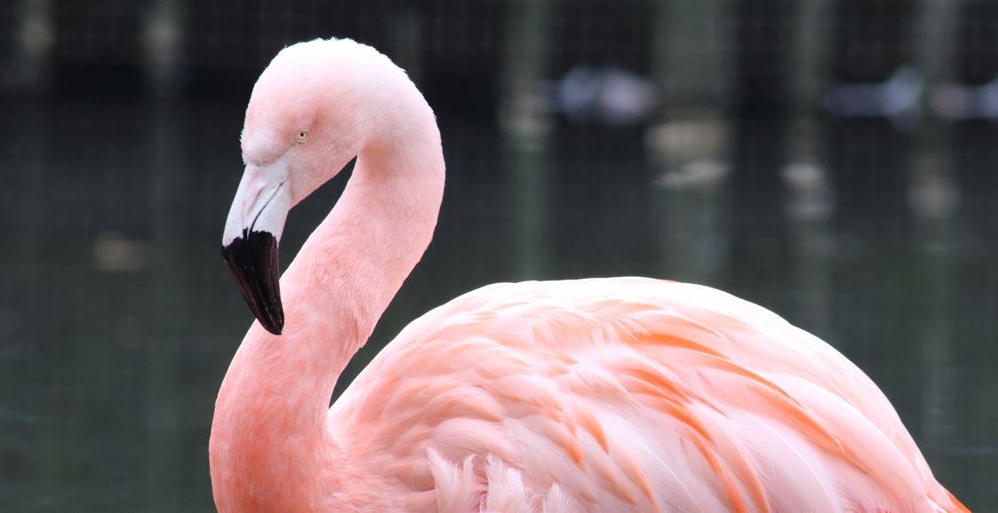 Zoo moves some flocks indoors amid bird flu fears
