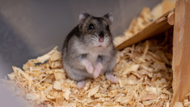Hong Kong orders hamster cull after Covid outbreak