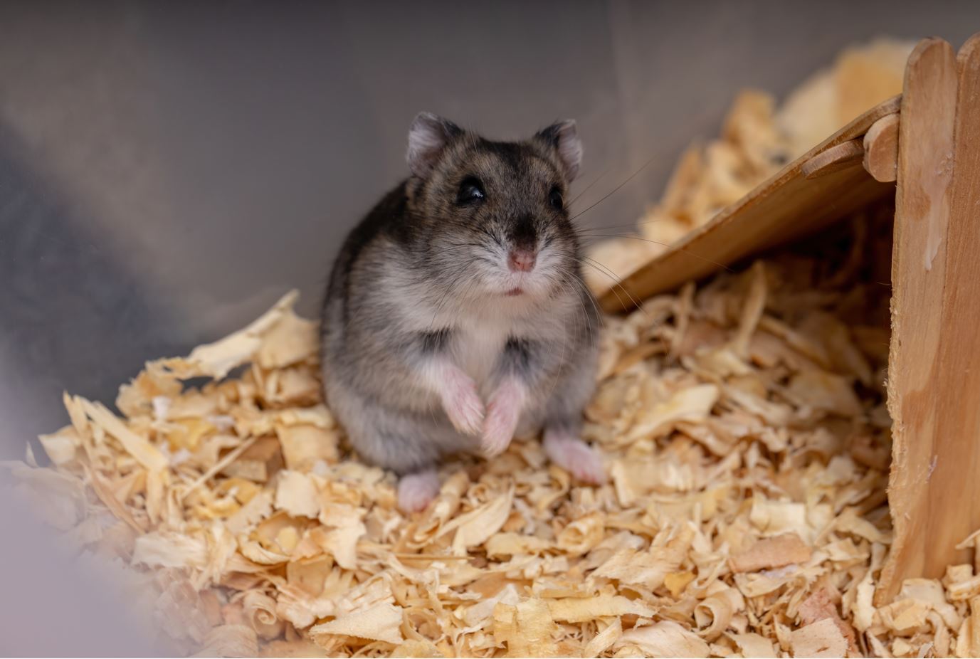 Hong Kong orders hamster cull after Covid outbreak