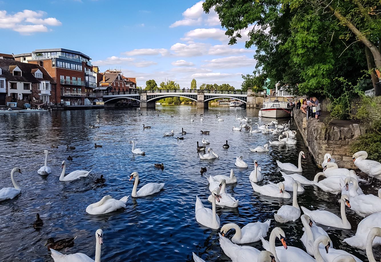 Queen’s swans put down after bird flu outbreak