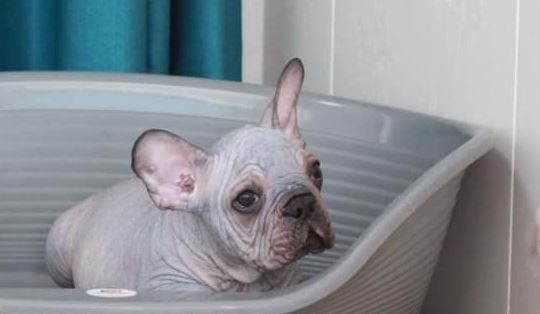 Anger over birth of UK’s first hairless French bulldogs