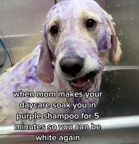 Vet warns dog owners over purple shampoo trend