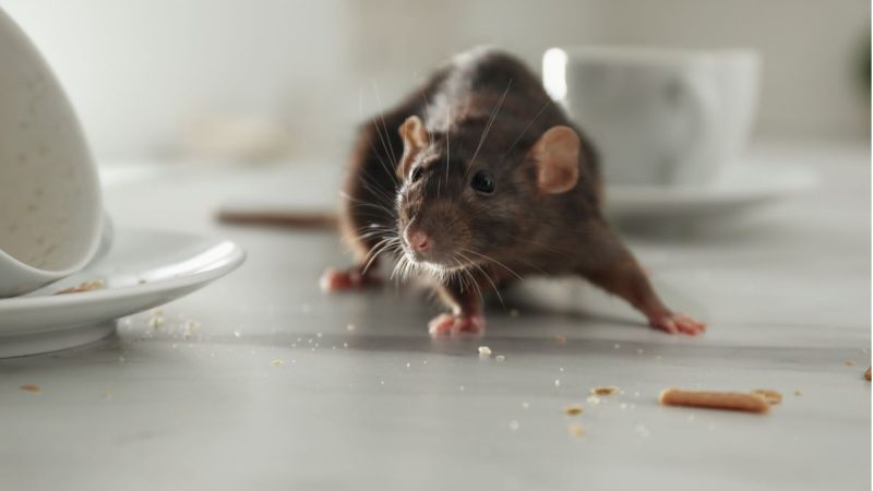 New study flags least humane methods of rat control