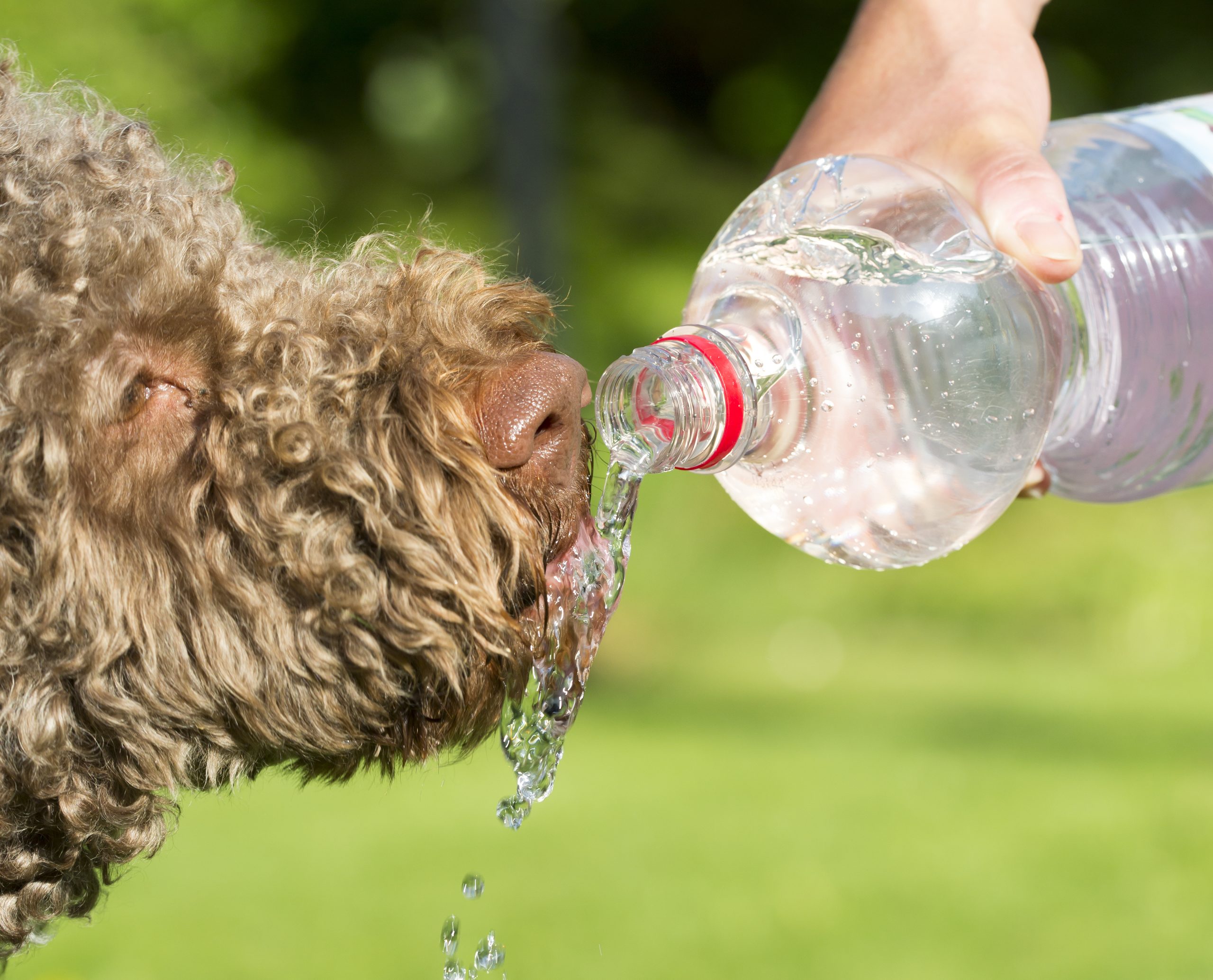 Pet heatstroke cases rising as climate changes