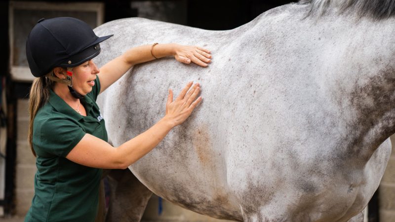 Student’s app bids to tackle equine obesity