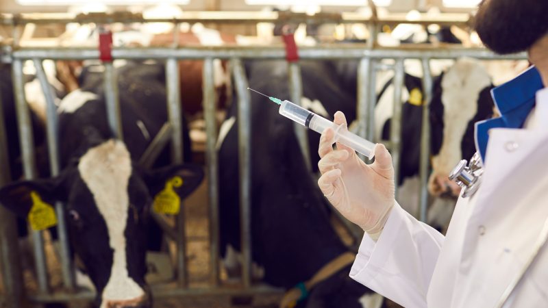 Huge drop in use of dairy herd antibiotics hailed