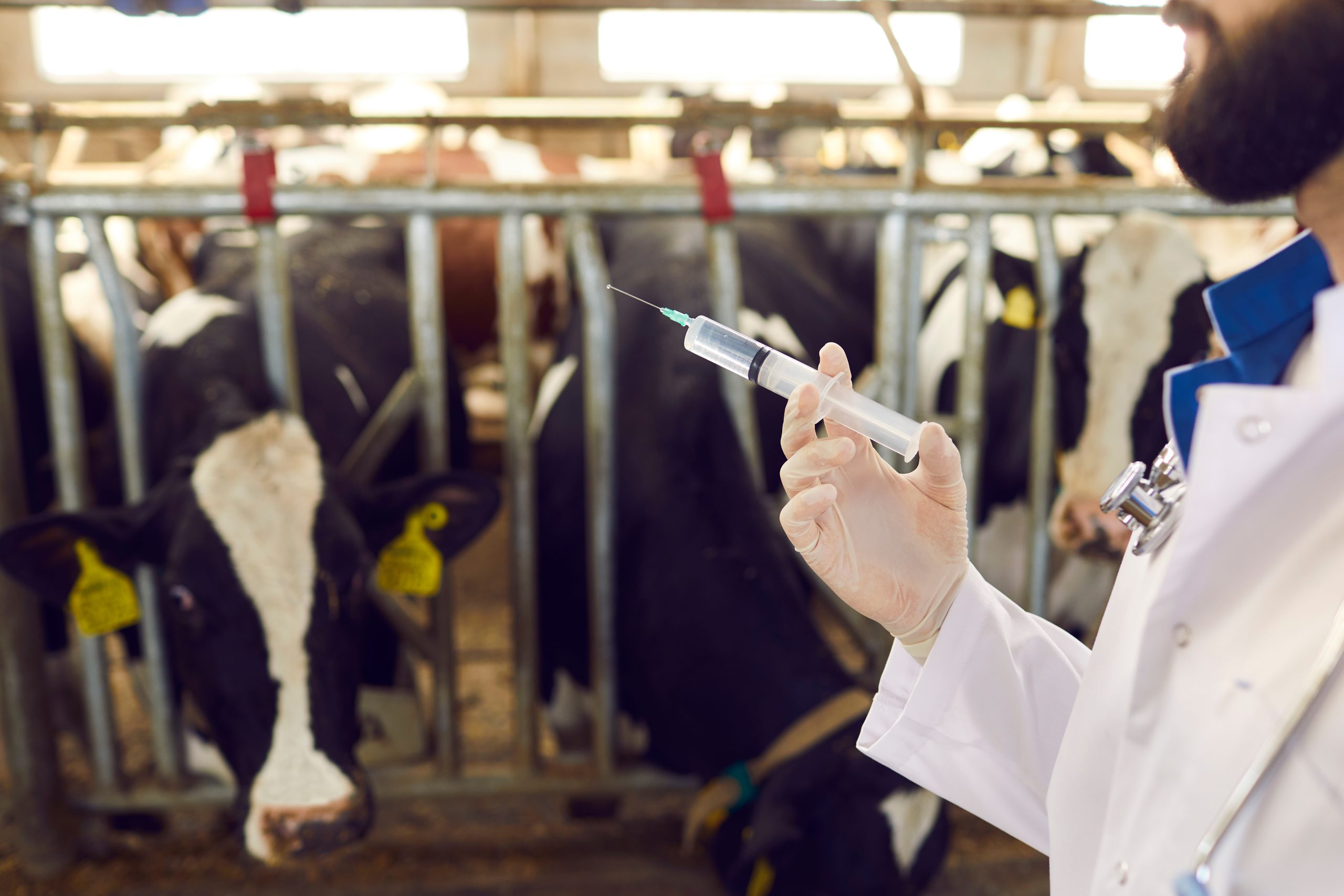 Huge drop in use of dairy herd antibiotics hailed