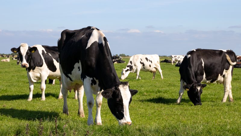 Worm risk to livestock now year-round, warn vets