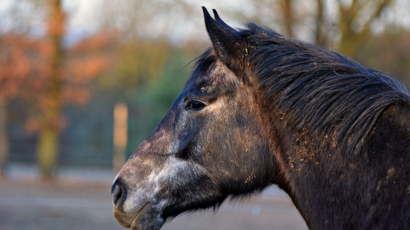 Vet’s plea over sale of elderly horses