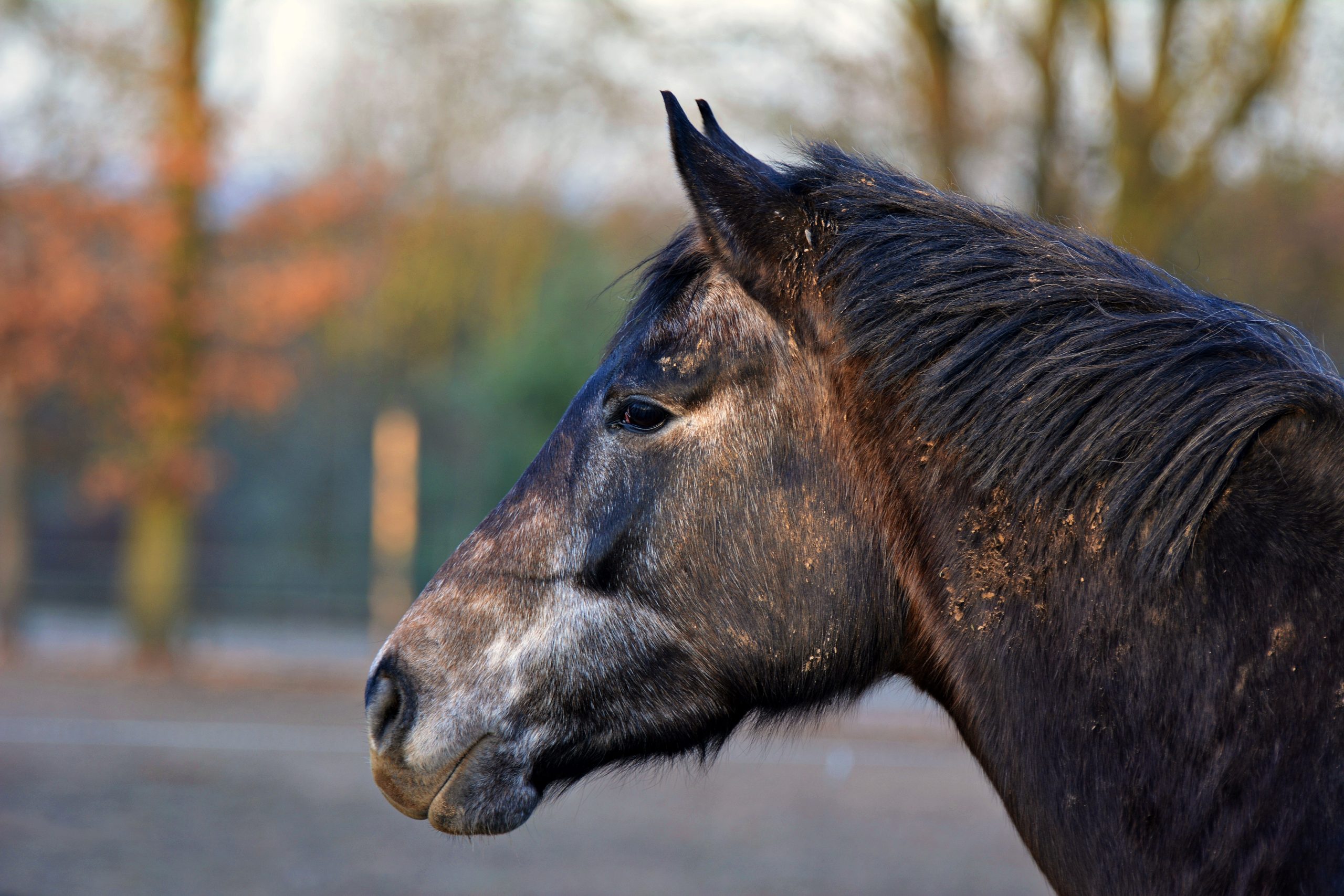 Vet’s plea over sale of elderly horses