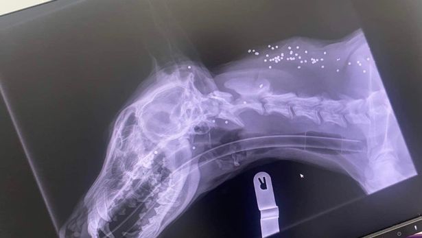 Vets removed 88 shotgun pellets from wounded puppy