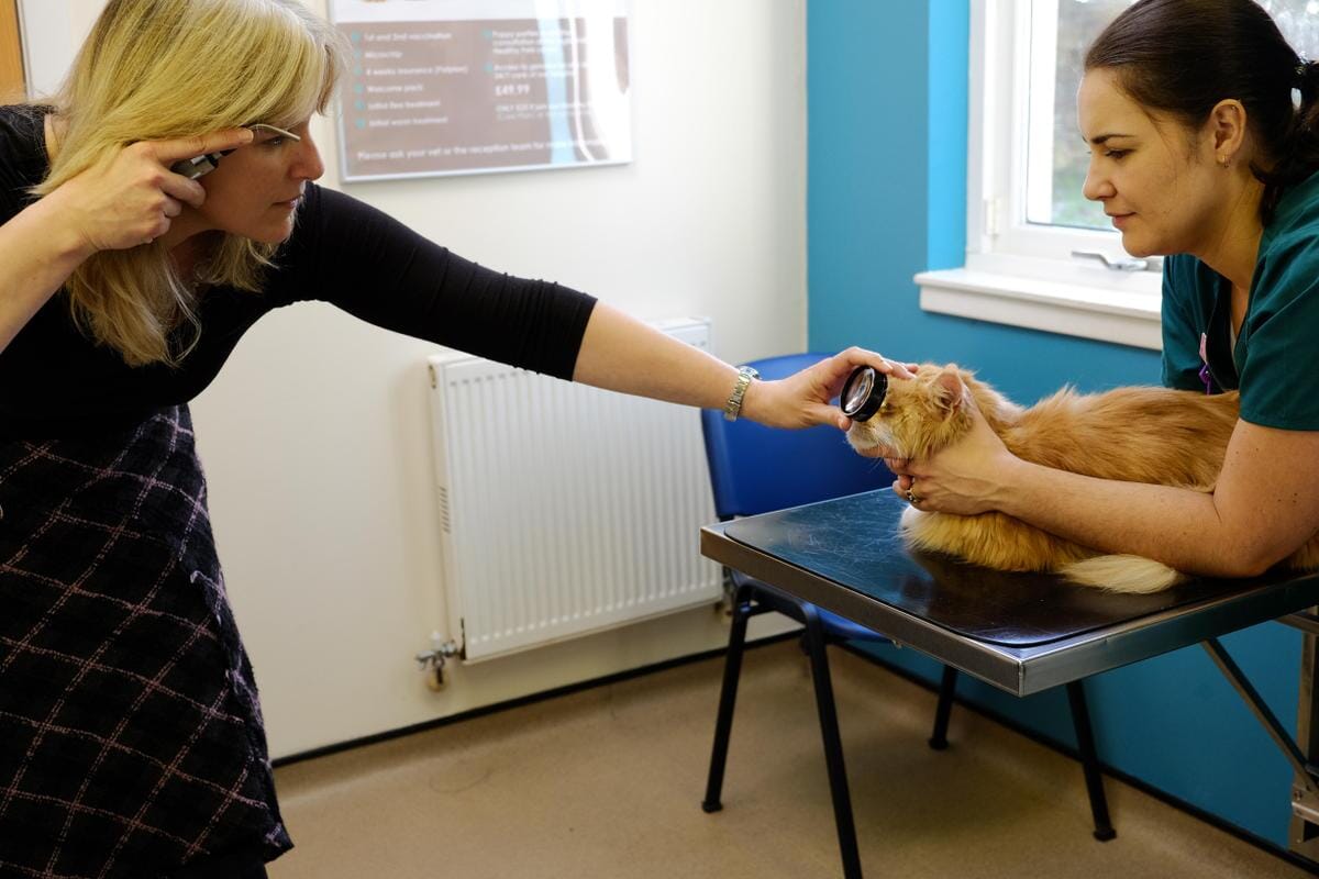 Vets urged to help feline hypertension research