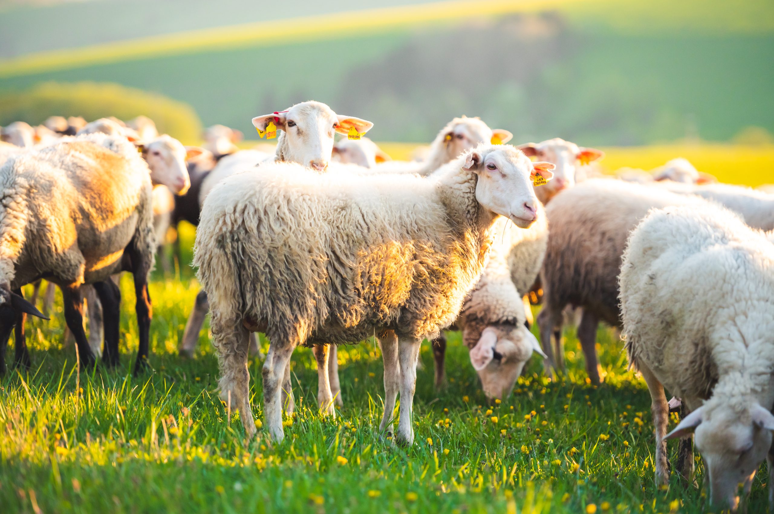Sheep course to help farmers boost productivity
