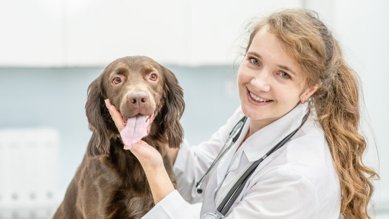 Jollyes invests £1million in eight new NI vet clinics