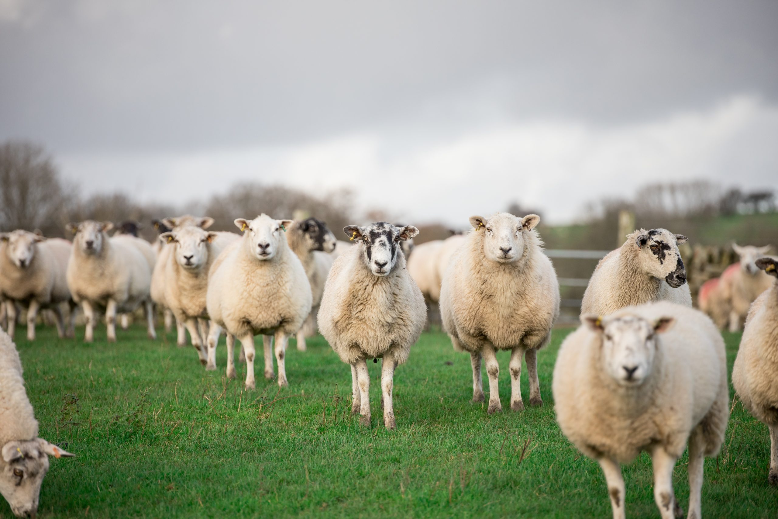 Vets urged to get farmers testing for enzootic abortion of ewes