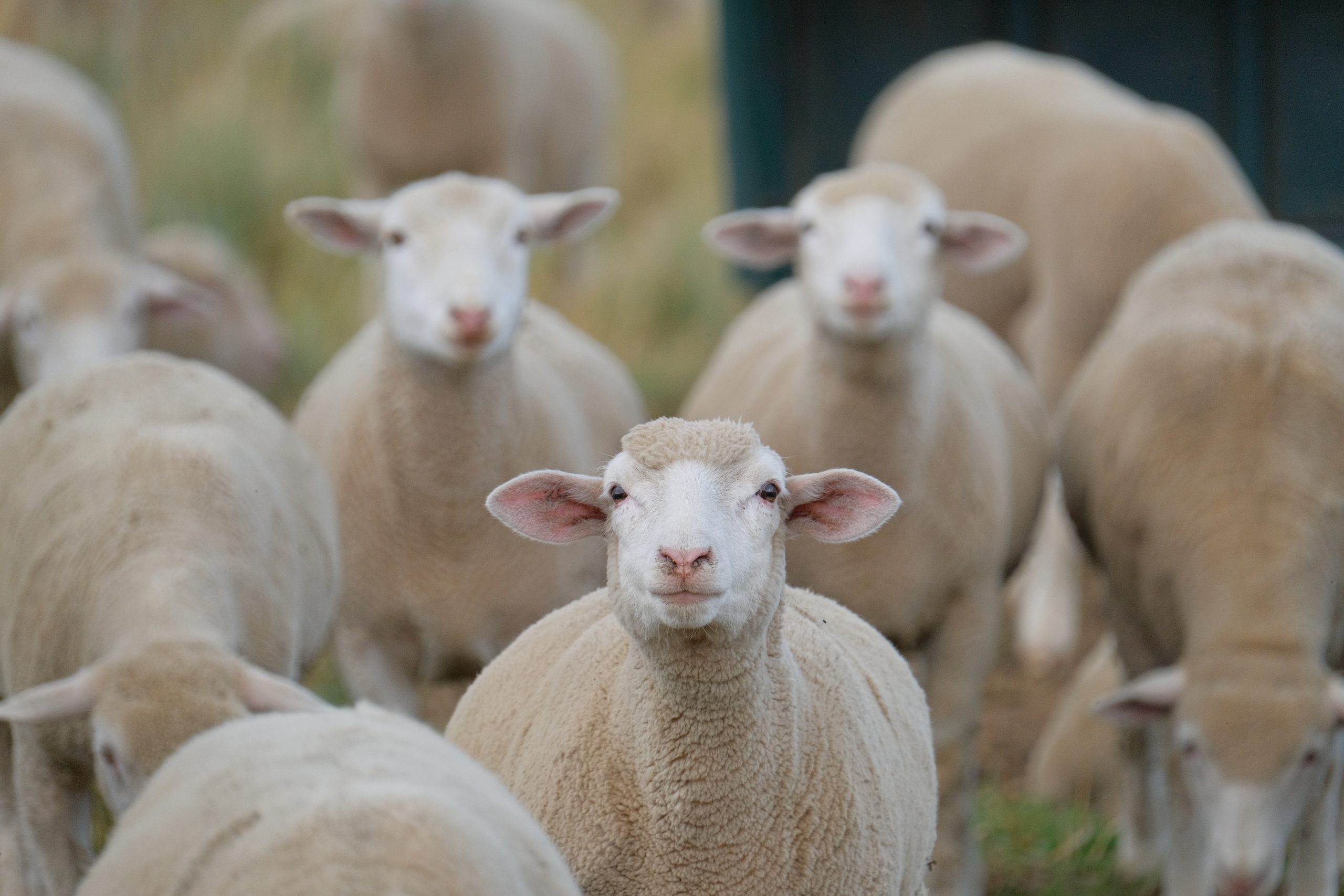 New NI sheep scab control project launched