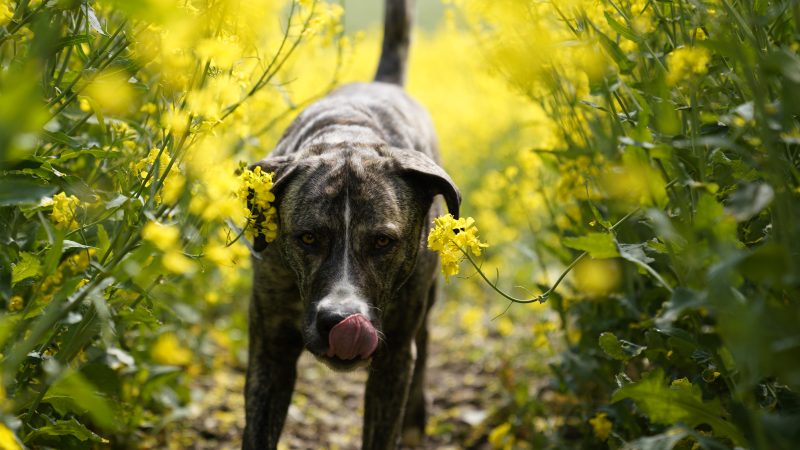 Pet owners warned over rapeseed dangers