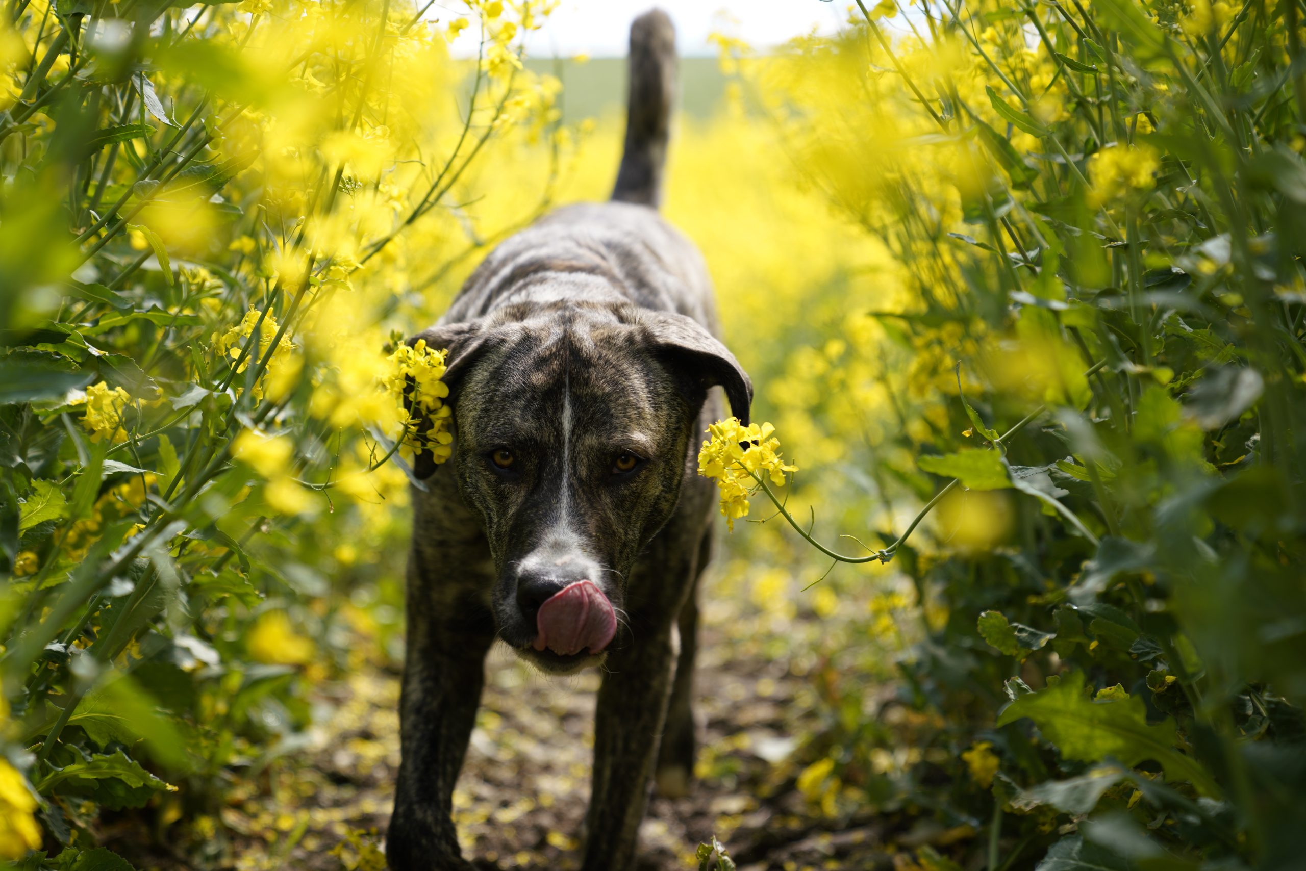 Pet owners warned over rapeseed dangers