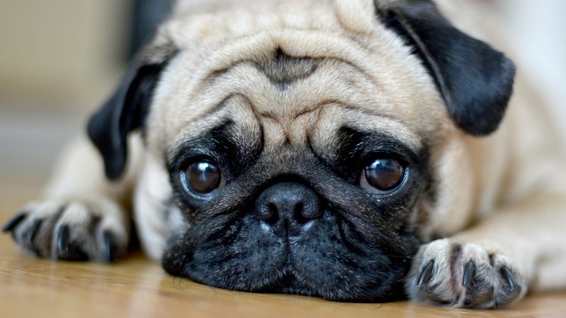 Pug health so poor it ‘can’t be considered a typical dog’