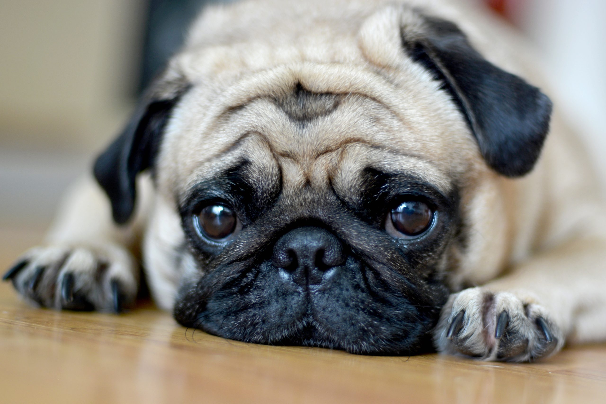 Pug health so poor it ‘can’t be considered a typical dog’