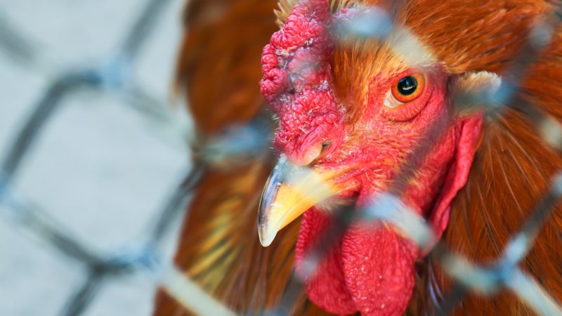 Avian flu outbreak sparks fears over disease in NI