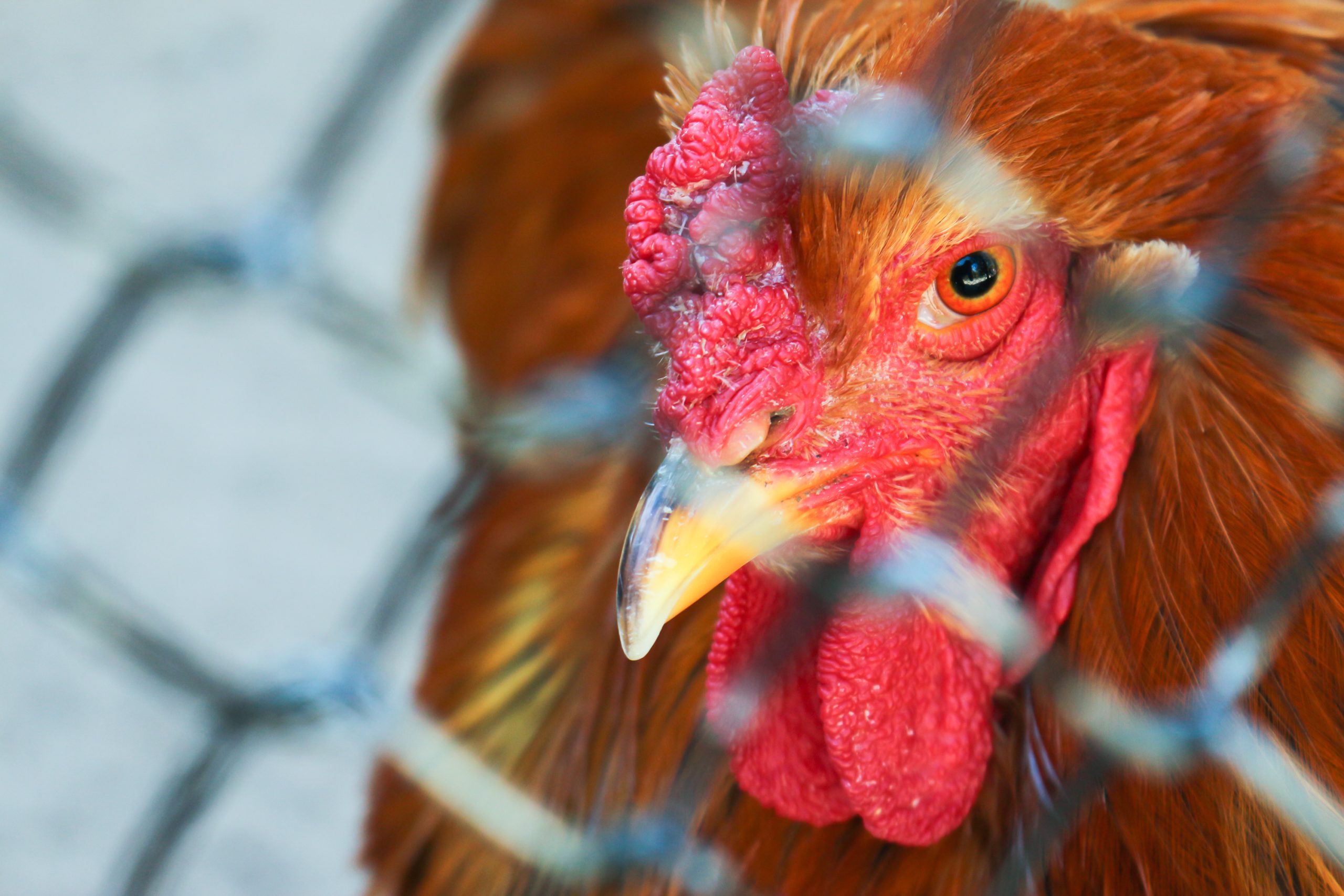 Avian flu outbreak sparks fears over disease in NI
