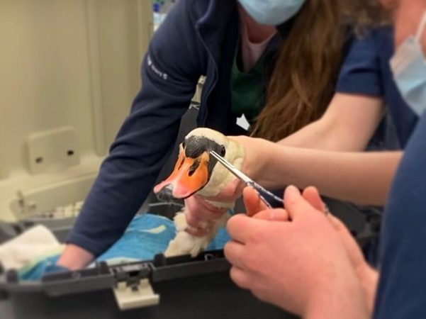 Parklands vets save swan snagged by fishing hook
