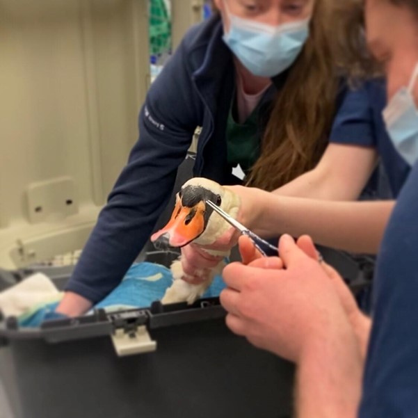 Parklands vets save swan snagged by fishing hook