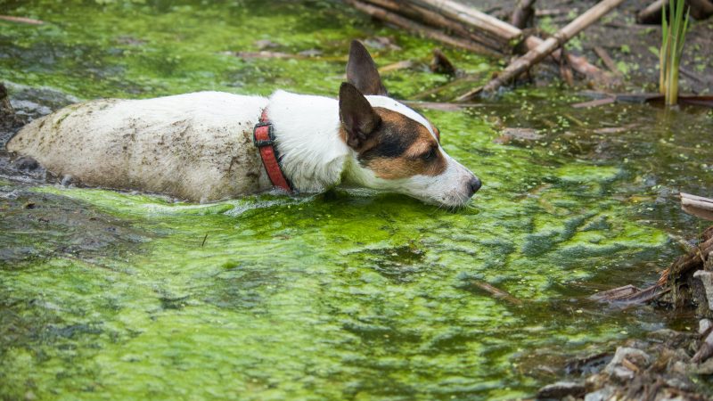 Dog owners warned over algae blooms in NI waters