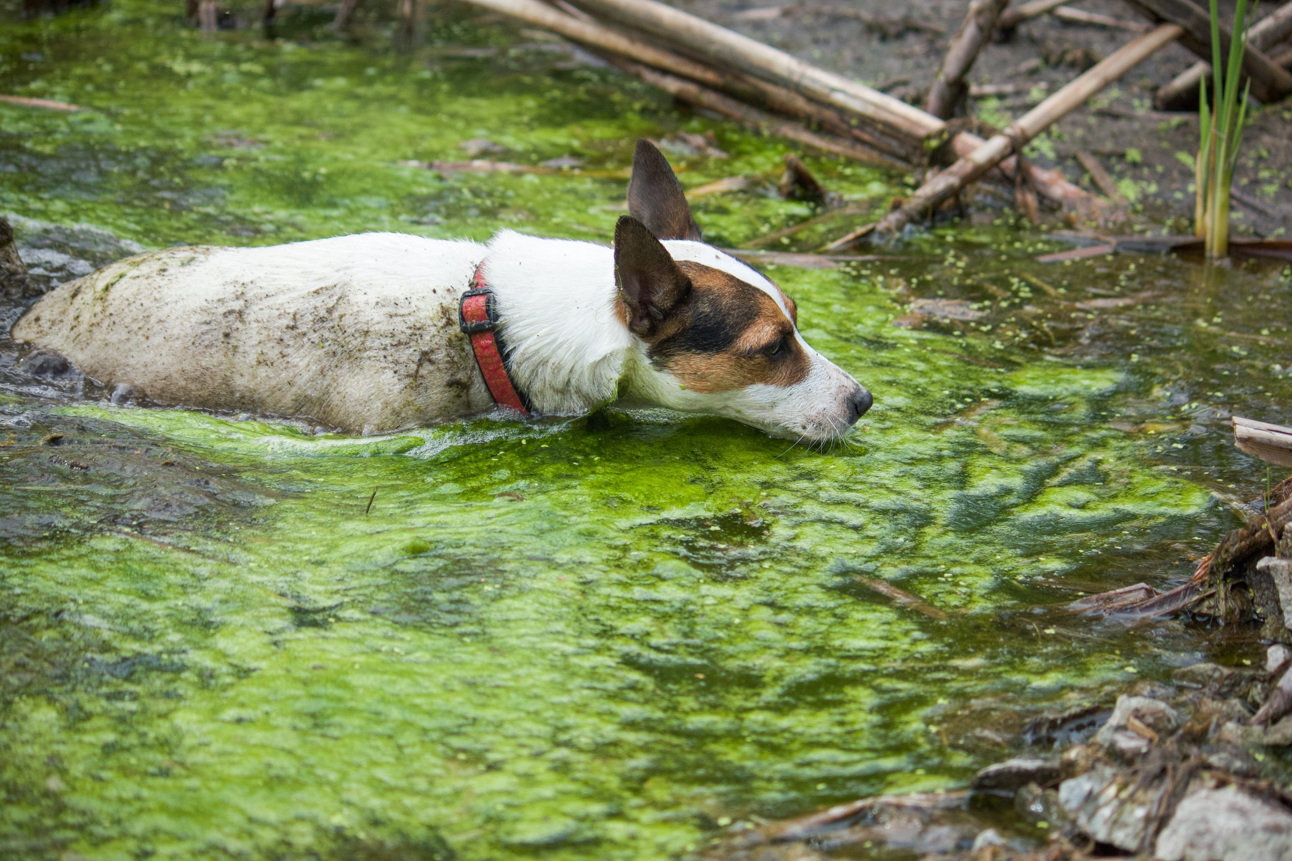 Dog owners warned over algae blooms in NI waters