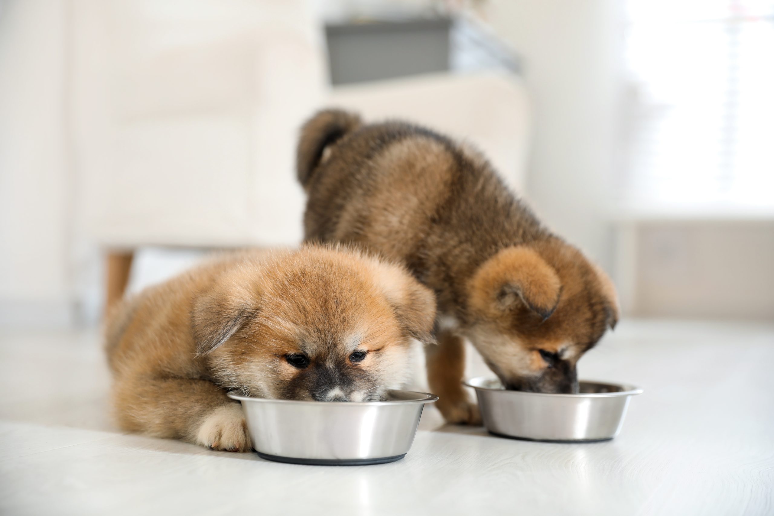 Webinar to give key advice on pet foods