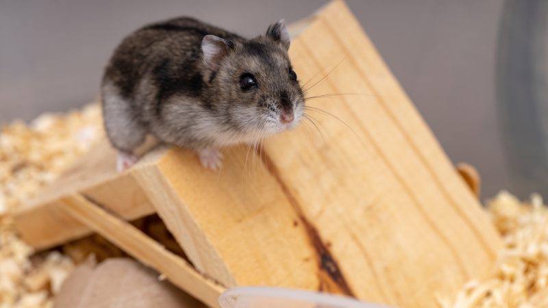 RVC study sheds light on hamster health problems