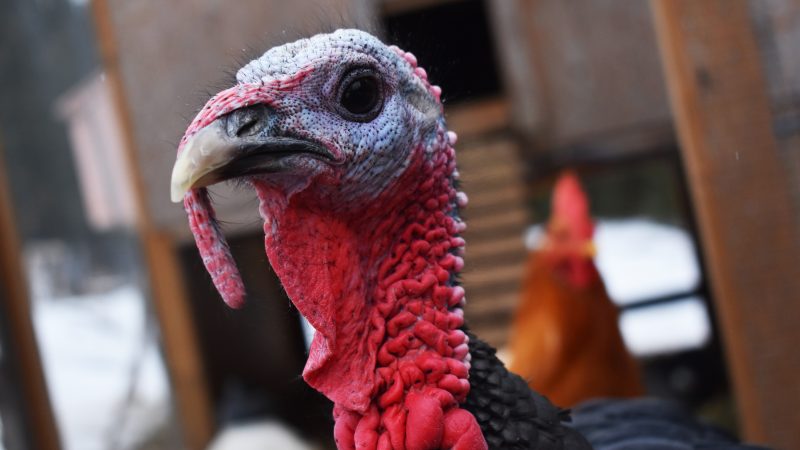 Animal rights activist nurse sacked after turkey found in flat