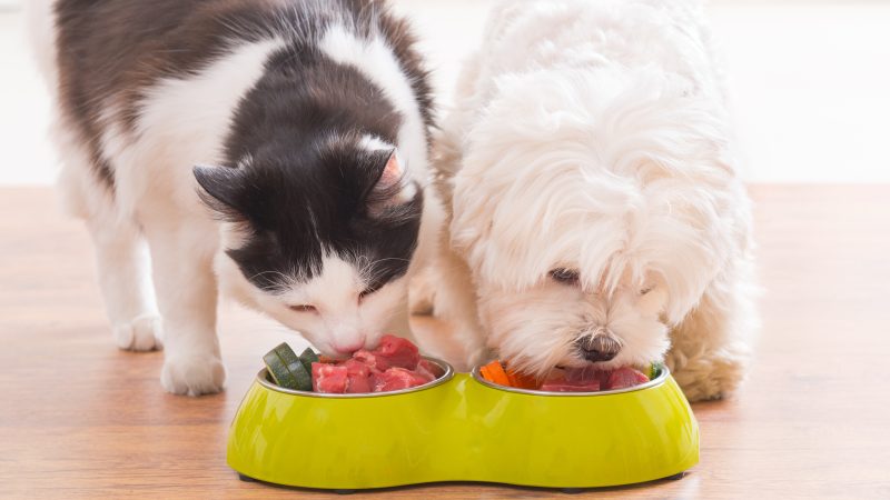 Webinar to explain bacterial risks of raw food diet for pets