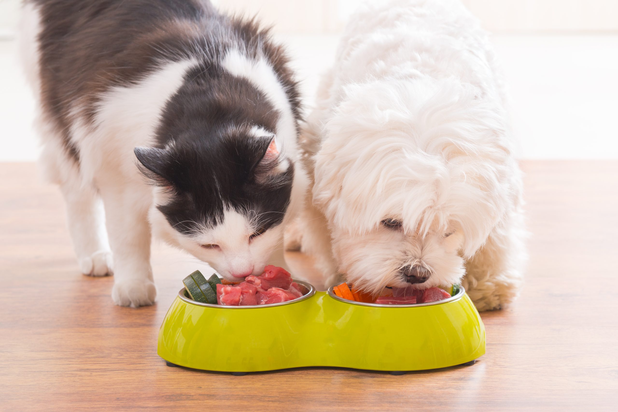 Webinar to explain bacterial risks of raw food diet for pets
