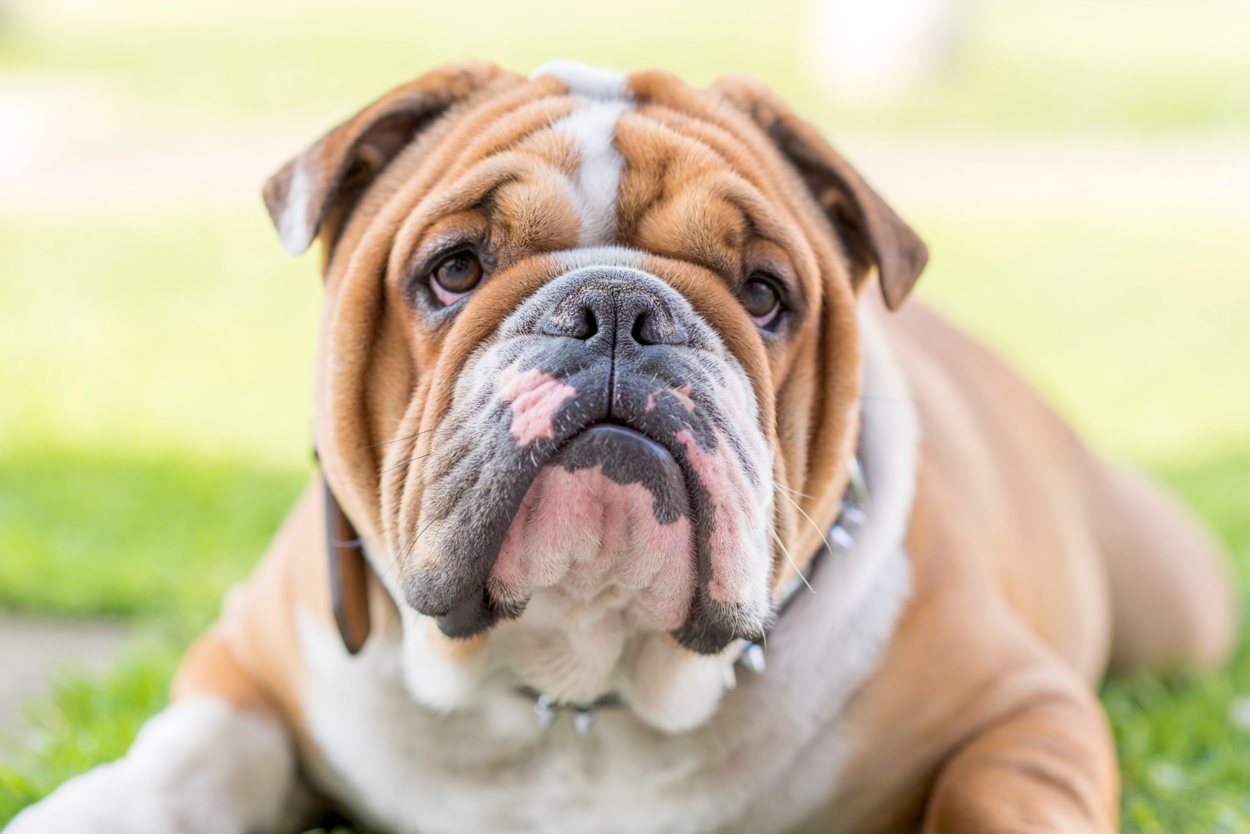 RVC urges people to stop buying English Bulldogs