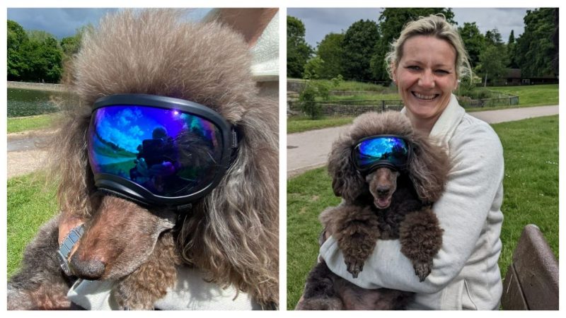 Vet says sunglasses may benefit active dogs